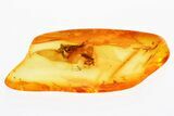 Fossil Dagger Fly with Attached Phoretic Mites in Baltic Amber #381230-1